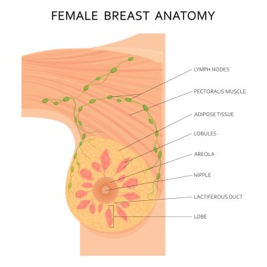 Kadın göğüs anatomisi ve aksiller lenf düğümleri detaylı renkli çizimler. Düz tasarım.