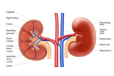 Diyagram insan böbreği anatomisini gösteriyor. Beyaz arkaplanda izole edilmiş gerçekçi 3d vektör çizimi