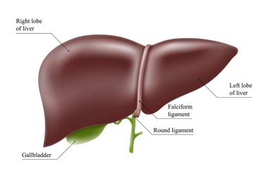 Gerçekçi karaciğer anatomisi yapısı. Vektör hepatik sistem organı, sindirim safra kesesi organı. Tıbbi uyuşturucular, eczane ve eğitim tasarımı için insan karaciğeri.