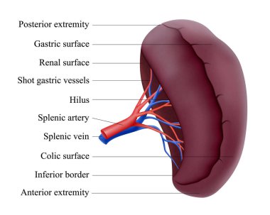 İnsan dalağı anatomisi. Karın boşluğunda eşleşmemiş parankimal organ var. Salgı bezi. Dalak damarı. Gerçekçi 3d vektör izole illüstrasyon.