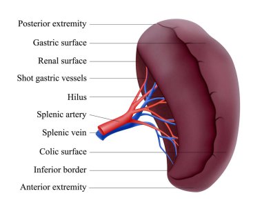 Human spleen anatomy. Unpaired parenchymal organ of the abdominal cavity. Gland. Splenic vein. Realistic 3d vector isolated illustration. clipart
