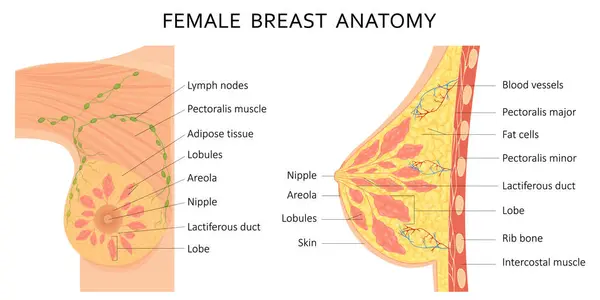 Mammary Gland Vector Illustration Showing Cross Section Female Breast Names — Vetor de Stock