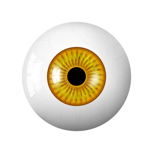 Realistic Human Brown Eyeball Retina Foreground Vector Illustration Realistic Vector — ストックベクタ