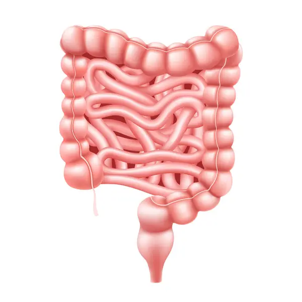 Intestines Realistic Vector Illustration Small Large Intestine Human Internal Organ — Stock Vector