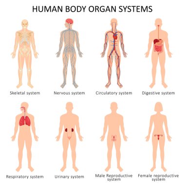 İnsan vücudunun sekiz organlı seti: dolaşım, sinir, iskelet, sindirim, erkek üreme, kadın üreme, solunum ve idrar sistemleri. Anatomik vektör çizimi.