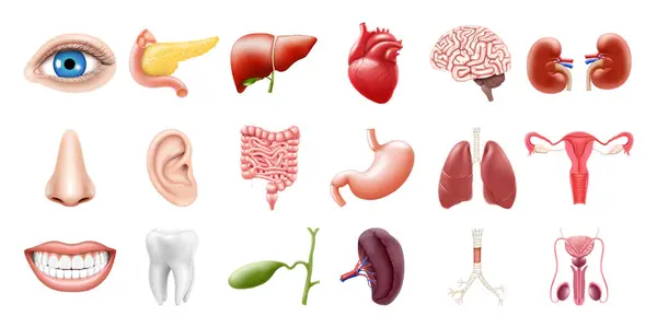 Human Internal Organs Isolated White Background Lungs Kidneys Stomach Intestines — Vector de stock