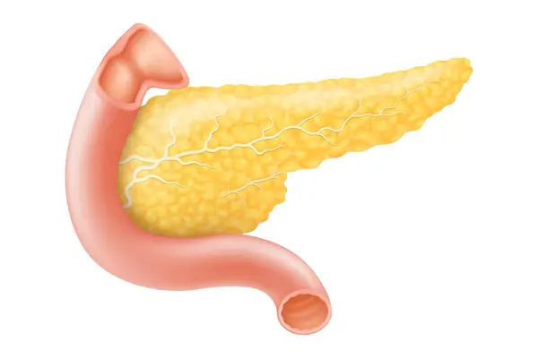 Pancreas Human Internal Organ Anatomy Vector Illustration White Background Flat – stockvektor