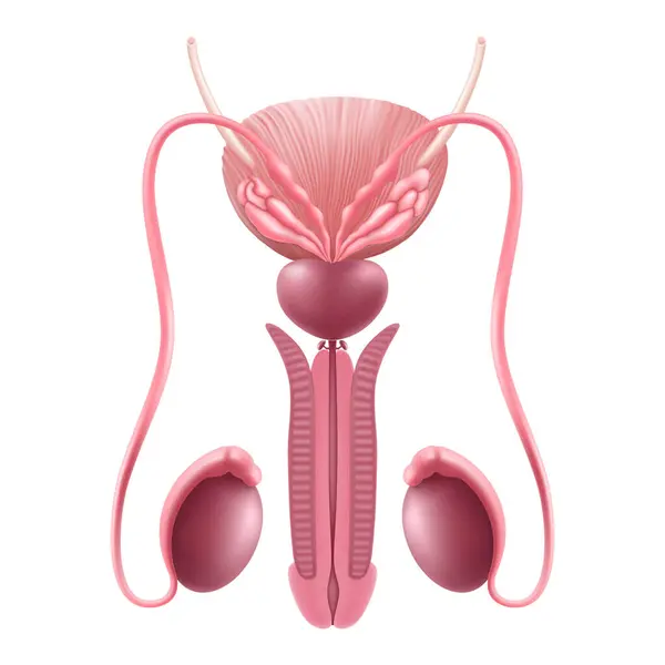 Healthy Male Reproductive System Internal Human Organ Male Genital Realistic — Vetor de Stock
