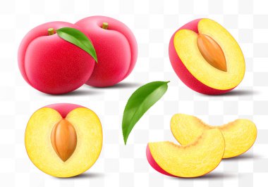 Tamamı, yarısı ve yapraklı erik dilimi. Şeffaf arka planda taş izole tatlı sulu erik. Kırmızı meyveler, böğürtlenler, kuru erikler, taze organik yiyecekler. Gerçekçi vektör 3d illüstrasyon