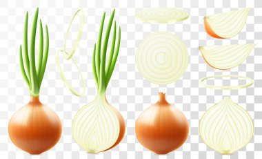 Whole, half and slices of fresh onion. Set of ripe yellow onion with green feather isolated on white background. Healthy food. Natural vegetable. Realistic 3d vector illustration