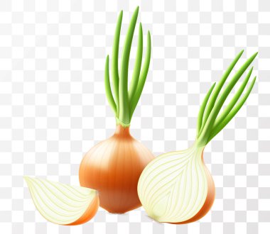 Whole, half and slices of fresh onion. Set of ripe yellow onion with green feather isolated on transparent background. Healthy food. Natural vegetable. Realistic 3d vector illustration