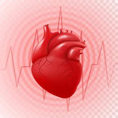 İnsan kalbi ve kalp atışı Ekg 'e. 3D gerçekçi vektör insan kalbini, daire darbesini, kalp krizini, anatomik olarak kalbi ve venöz sistemi izole etti. Kardiyoloji veya sağlık teknolojisi kavramı