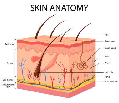 İnsan vücut cilt anatomi vektör çizim bölümleri ile damar damar saç ter bezi epidermis dermis ve hypodermis