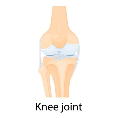 Knee joint isolated vector illustration, flat design. Ligaments of the knee. Anterior and Posterior cruciate ligaments, Patellar and Quadriceps, tendons, Medial and Lateral collateral ligaments.