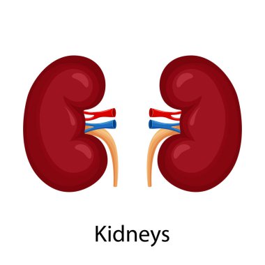 Kidneys. Illustration of left and right kidney. Human internal organ. Concept of urinary system endocrine system. Detailed flat vector design for educational anatomy book
