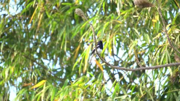 Oriental Magpie Robin Pássaro Cantando Uma Árvore — Vídeo de Stock
