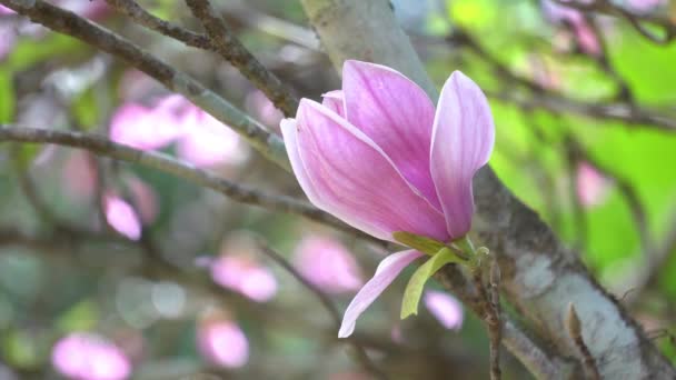 Magnolia Rose Plante Fleur Dans Jardin — Video