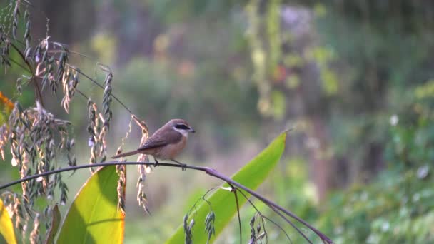 Brown Shrike Bird Holding Tree Branch — Stockvideo