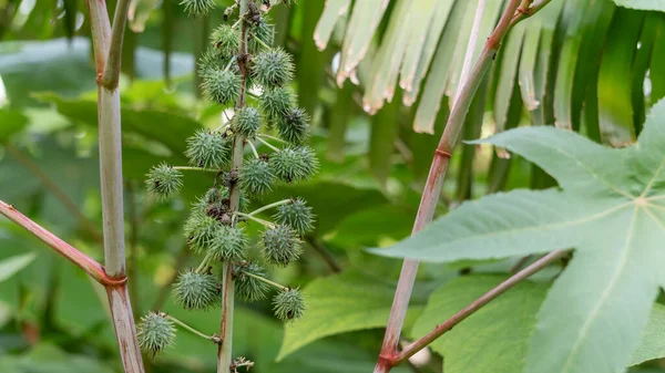 stock image Castor oil plant in a garden.