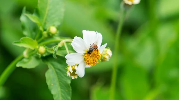 Bee White Spanish Needle Flower Garden — Fotografia de Stock