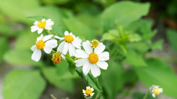 Біла Іспанська Квітка Голки Саду — стокове фото