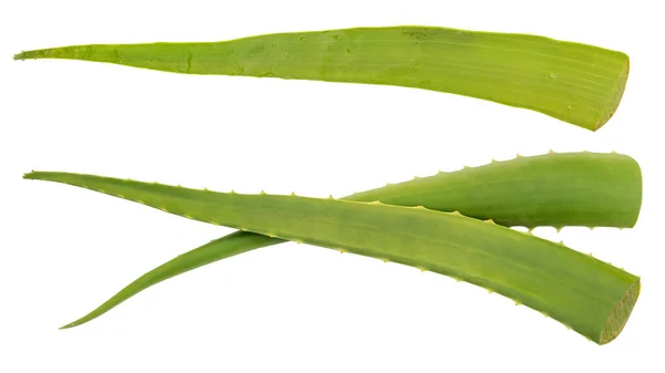 Vera Aloe Hijau Pada Latar Belakang Putih — Stok Foto