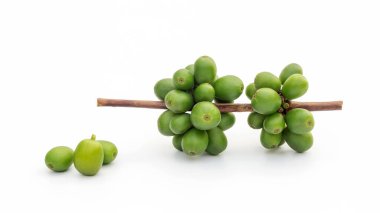 Beyaz arkaplanda yeşil Arabika kahve çekirdekleri.