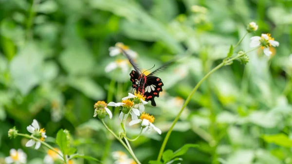 정원에 나비와 스페인 바늘꽃 — 스톡 사진