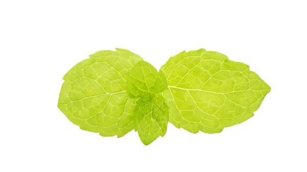 Groene Muntblaadjes Een Witte Achtergrond — Stockfoto
