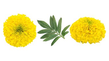 Beyaz arka planda sarı kadife çiçeği ve yeşil yaprak.