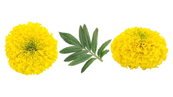 Желтый Цветок Зеленый Лист Белом Фоне — стоковое фото