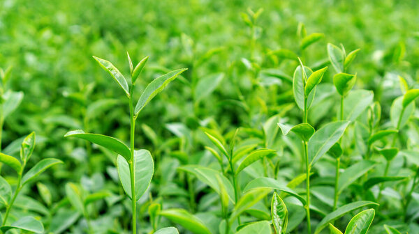 Green tea plant in a garden.