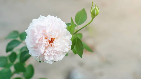 Roze Roos Bloem Plant Een Tuin — Stockfoto