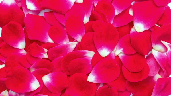 Червоні Троянди Квіткові Пелюстки Фону — стокове фото