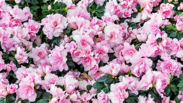 Rosa Azalea Blomma Växt Trädgård — Stockfoto