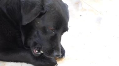 Kemik kemiren siyah bir köpeğin yakın çekimi.