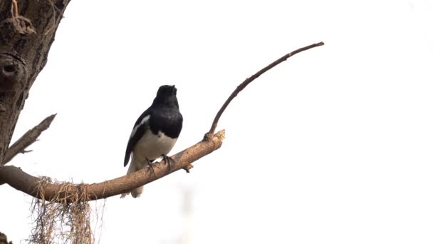 东方喜鹊知更鸟抱在树上 — 图库视频影像