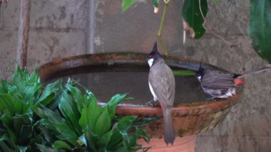 Kırmızı bıyıklı bulbul suda oynuyor.
