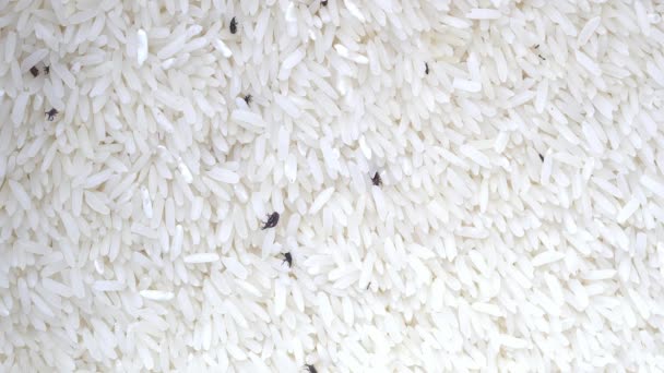 Motte Und Ameise Einer Schüssel Reis — Stockvideo