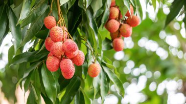 Meyve bahçesindeki ağaçta asılı kırmızı liçi meyvesi..