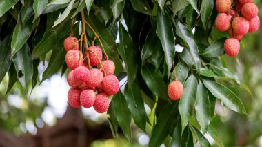 Meyve bahçesindeki ağaçta asılı kırmızı liçi meyvesi..