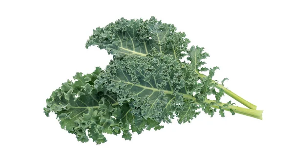Green Curly Kale Vegetable White Background — Stock Photo, Image