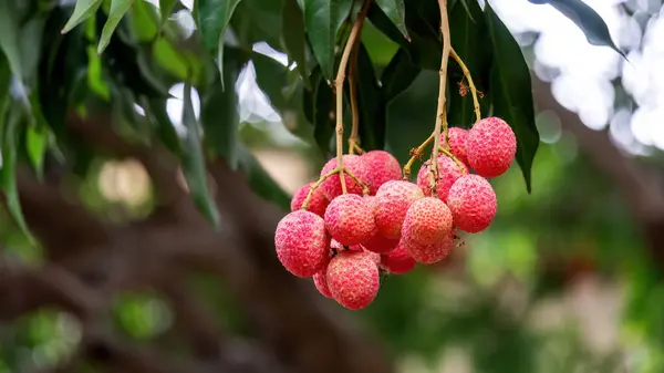 Червоні Плоди Лічі Висять Дереві Саду — стокове фото