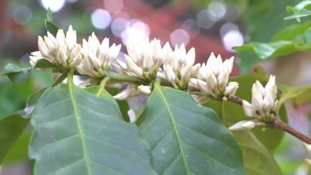 Biały Arabski Kwiat Kawy Roślina Ogrodzie — Wideo stockowe