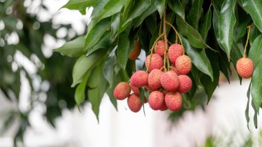 Meyve bahçesindeki ağaçta asılı kırmızı liçi meyvesi..