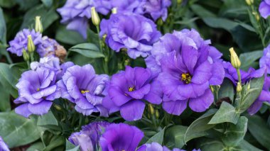 Bahçedeki Violet Lisianthus çiçeği.