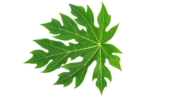 白地に緑のパパイヤの葉 — ストック写真