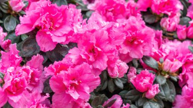 Bahçedeki pembe Azalea çiçeği..