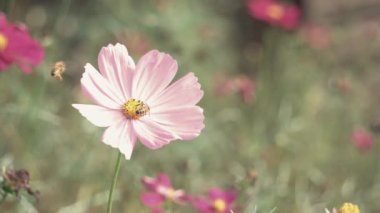 Bahçedeki pembe papatya çiçeğine ve arıya yaklaş..