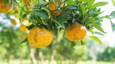 Tangerine orange fruit plant in an orchard.
